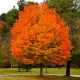 Sugar Maple (Acer Saccharum Tree Northern Source) Bareroot Live Plant Seedling 8-12"+ , Organic, non-Gmo