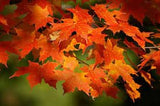 Sugar Maple (Acer Saccharum Tree Northern Source) Bareroot Live Plant Seedling 8-12"+ , Organic, non-Gmo